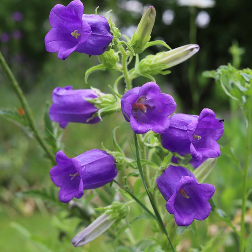 Sötétkék csupros harangvirág - Bögrevirág - Campanula medium, Campanula medium, ehető virág
